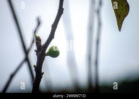 Deliziati con la succulenza di un frutto di fico ravvicinato sul suo ramo, catturando l'essenza sana della generosa raccolta della natura in un de vibrante e succoso Foto Stock