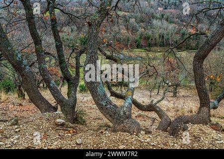 Piccolo gruppo di querce senza foglie su terreno arato. Bugnara, provincia dell'Aquila, Abruzzo, Italia, Europa Foto Stock