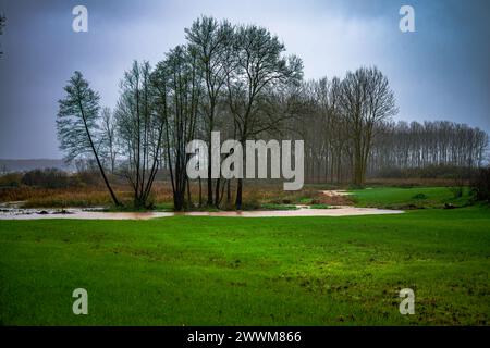 Un ambiente tranquillo si dispiega con un pioppo lungo la riva del fiume, accompagnato da erba lussureggiante, creando un tranquillo rifugio lungo il fiume nell'abbraccio della natura. Foto Stock