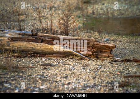 Una texture rustica sul terreno emerge dalle aste elettriche in legno, creando una superficie invecchiata e resistente agli agenti atmosferici con un motivo vintage e terroso. Foto Stock