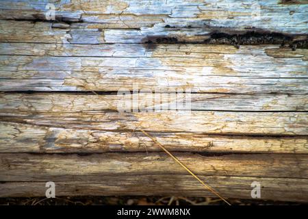 Una texture rustica sul terreno emerge dalle aste elettriche in legno, creando una superficie invecchiata e resistente agli agenti atmosferici con un motivo vintage e terroso. Foto Stock