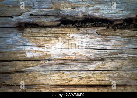 Una texture rustica sul terreno emerge dalle aste elettriche in legno, creando una superficie invecchiata e resistente agli agenti atmosferici con un motivo vintage e terroso. Foto Stock