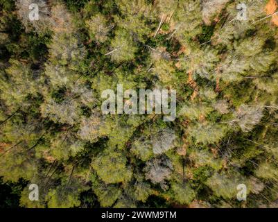 Pineta di Aleppo con perdita di foglie a causa della siccità nelle colline vicino a Castellbisbal (Barcellona, Catalogna, Spagna) ESP: Bosque de pino carrasco, España Foto Stock