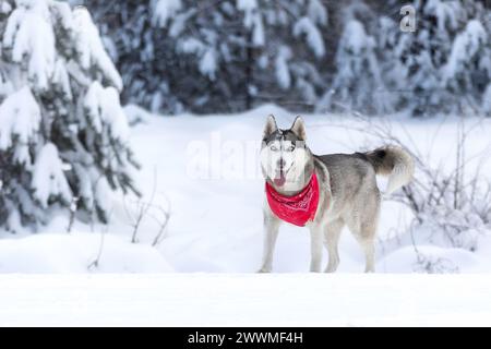 Ritratto di un cane Husky di razza con sciarpa rossa, in piedi sulla neve con gli occhi chiusi, sorridendo Foto Stock