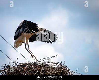 Una cicogna bianca (Ciconia ciconia) in volo si avvicina al suo nido su un palo Foto Stock