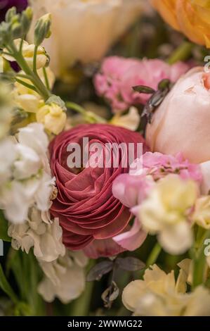 Vivace ranunculus di mauve in stile cottage core floreale Foto Stock