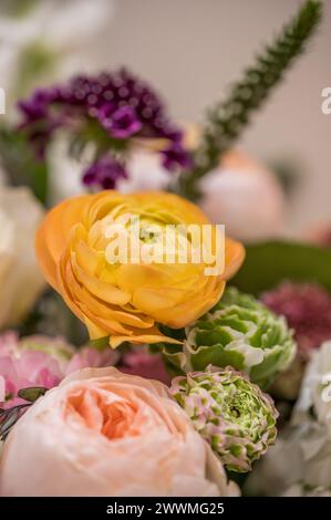 ranunculus giallo brillante con disposizione floreale primaverile Foto Stock