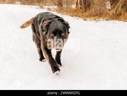 Grande cane nero e marrone con bandana cardiaca che corre sulla neve Foto Stock