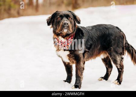 Grande cane nero e marrone con bandana cardiaca in piedi nella neve Foto Stock