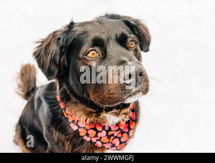 Grande cane nero e marrone con bandana cardiaca seduta sulla neve Foto Stock