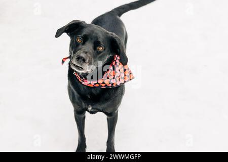 Cane nero in piedi nella neve con bandana del cuore che sembra un po' strano Foto Stock