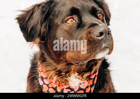 Primo piano di un grande cane nero e marrone con bandana cardiaca Foto Stock