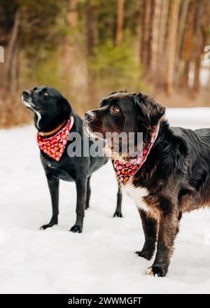 Due cani di grossa taglia con bandane cardiache in piedi nella foresta invernale Foto Stock