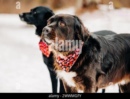 Due cani grandi con bandane cardiache in piedi nella neve in inverno Foto Stock