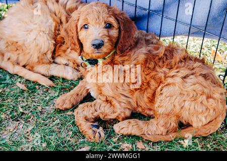 Cucciolo di Goldendoodle con colletto verde adagiato sull'erba Foto Stock