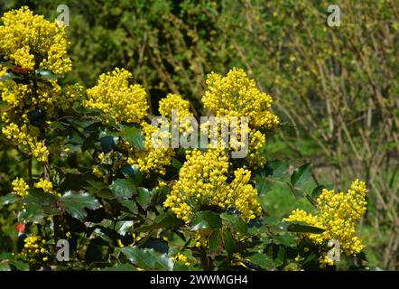 Mahonia aquifolium (Oregon Grape Holly) è un affascinante arbusto sempreverde che aggiunge colore e interesse ai giardini ombreggiati. Foto Stock