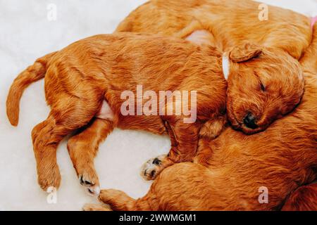 Cucciolo di Goldendoodle che dorme accanto ad altri cuccioli Foto Stock