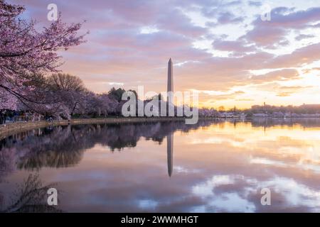 Monumento a Washington incorniciato dai ciliegi in fiore al picco di W Foto Stock
