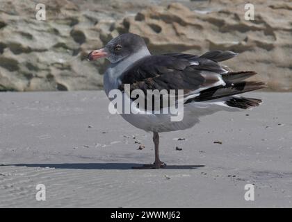 Gull Dolphin (Larus scoresbii), Saunders Island, Falklands, gennaio 2024 Foto Stock