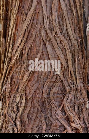 Cedro rosso occidentale, Thuja plicata corteccia, da vicino. Vecchio tronco di albero. Sfondo naturale astratto. Park Trencianske Teplice, Slovacchia Foto Stock