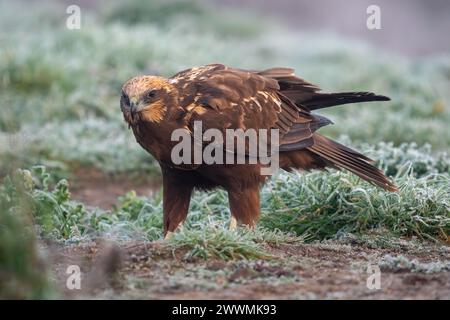 Bellissimo ritratto di una palude che cerca cibo in una giornata di fitta nebbia in una zona umida nel mezzo della natura in Spagna, Europa Foto Stock