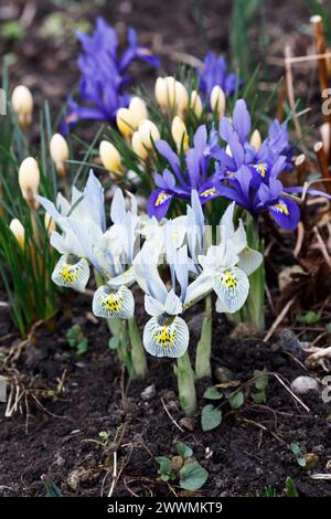 Iris reticulata "Katharine Hodgkin", Iris reticulata blu scuro e croco in fiore. Foto Stock