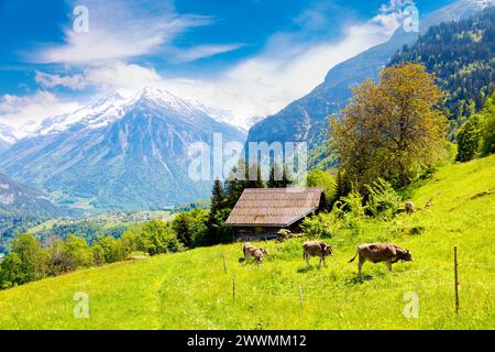 Paesaggio delle Alpi svizzere e mucche da pascolo ai piedi delle colline intorno alle cascate Reichenbach e Meiringen, Svizzera Foto Stock