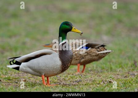 Anatre Mallard, coppia Anas platyrhynchos maschio, drake e femmina mangiano erba, primo piano. Riva del lago. Sfondo verde naturale sfocato.Trencin, Slovacchia Foto Stock