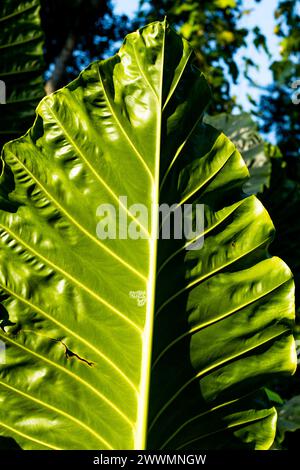 Foglie giganti di Taro e Gigante del Borneo è una pianta imponente. L'Alocasia mycorrhizas presenta immense foglie lucide a forma di freccia che possono crescere fino a un metro Foto Stock