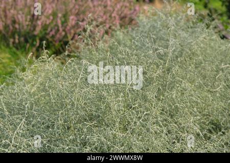 Gli asparagi albus crescono in giardino. La pianta Evergreen cresce all'aperto. Coltivare spezie per un ulteriore utilizzo. Agricoltura e raccolta. Foto Stock