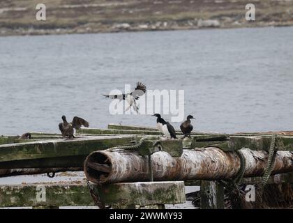 Shag Rock (Phalacrocorax magellanicus) adulti un uccello dimmaturo, seduto su una vecchia struttura di molo, Stanley, Falklands, gennaio 2024 Foto Stock