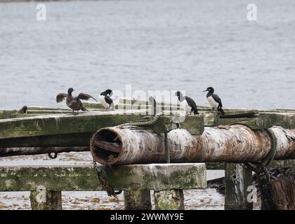 Shag Rock (Phalacrocorax magellanicus) adulti un uccello dimmaturo, seduto su una vecchia struttura di molo, Stanley, Falklands, gennaio 2024 Foto Stock