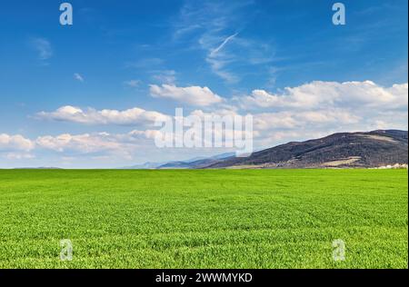 Beautiful spring landscape with fresh green field and blue sky Foto Stock