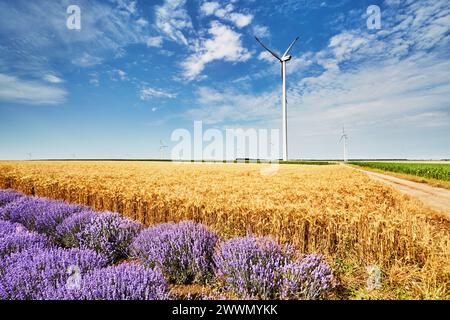 Paesaggio con turbine eoliche tra i campi agricoli della campagna bulgara Foto Stock