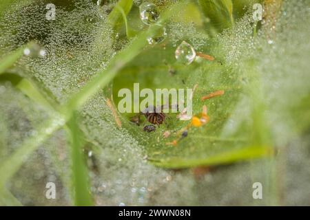 Primo piano di un ragno a tramoggia nel suo ragnatela a terra tra le lame d'erba in un prato con gocce d'acqua della rugiada mattutina, in Germania Foto Stock