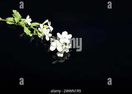 Ramo di giardino Arabis con fiori bianchi su sfondo nero, primo piano. Foto Stock