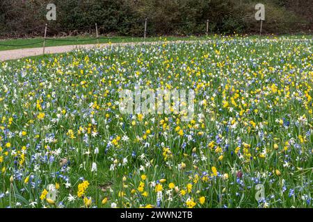 Coloratissimi fiori primaverili nel Savill Garden, sul confine del Surrey del Berkshire, Inghilterra, Regno Unito, durante il mese di marzo, compresi narcisi gialli e giacinti di uva blu Foto Stock