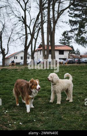 Due cani di razza pura si sono incontrati nel parco e hanno annusato per conoscersi. Un pastore australiano marrone e un grande barboncino bianco dai capelli ricci. La conce Foto Stock