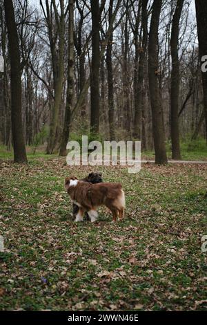 Due cani si sono incontrati nel parco e hanno annusato per conoscersi. Un pastore australiano marrone e una grande miscela grigia razza mongrel. Il concetto di Friendly p Foto Stock