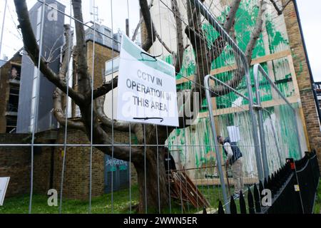 Hornsey, Londra, Regno Unito. 25 marzo 2024. Le opere d'arte dell'albero "Banksy" di Hornsey sono ora ricoperte di perspex e i lavoratori stanno erigendo una cornice di legno intorno all'intero muro. Crediti: Matthew Chattle/Alamy Live News Foto Stock
