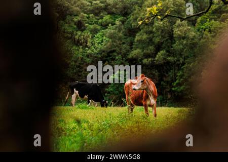 Mucche al pascolo, animali da fattoria felici, nelle isole Azzorre in Portogallo. Foto Stock