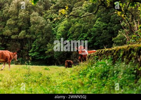 Mucche al pascolo, animali da fattoria felici, nelle isole Azzorre in Portogallo. Foto Stock