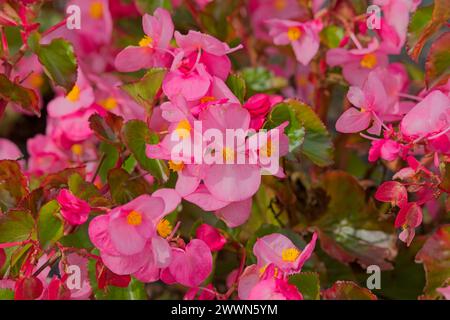 Primo piano di Begonia semperflorens, noto anche come cera begonia o lettiera begonia. Foto Stock