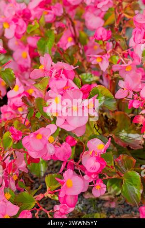 Primo piano di Begonia semperflorens, noto anche come cera begonia o lettiera begonia. Foto Stock