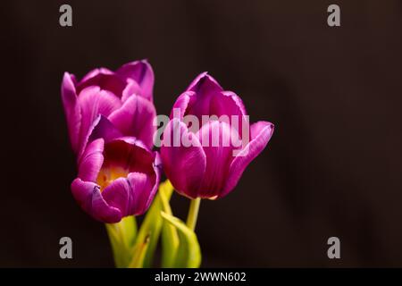 Tre fiori di tulipani viola su uno sfondo scuro fuori fuoco in un'immagine fotografica classica in formato paesaggio semplice Foto Stock