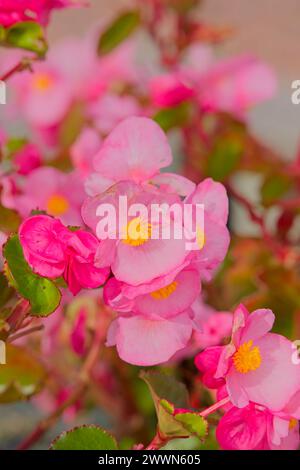 Primo piano di Begonia semperflorens, noto anche come cera begonia o lettiera begonia. Foto Stock