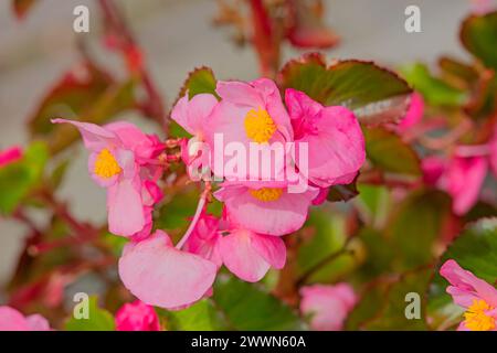 Primo piano di Begonia semperflorens, noto anche come cera begonia o lettiera begonia. Foto Stock