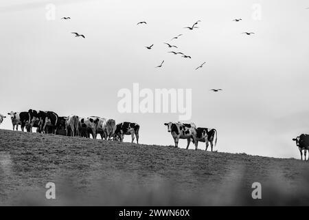 Mucche al pascolo, animali da fattoria felici, nelle isole Azzorre in Portogallo. Foto Stock