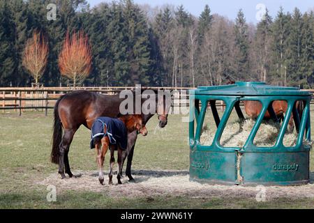 09.03.2024, Bruemmerhof, Niedersachsen, GER - Stute und Fohlen stehen auf der Koppel vor einer ueberdachten Heuraufe. Gestuet Bruemmerhof. Pferde, Stuten, Fohlen, Koppel, Weide, Zucht, Pferdezucht, Vollblutzucht, Heuraufe, Rundballenheuraufe, ueberdacht, Zufuetterung, zufuettern, Haltung, Pferdehaltung 240309D103BRUEMMERHOF.JPG *** 09 03 2024, Bruemmerhof, bassa Sassonia, GER Mare e foal in piedi sul paddock di fronte ad una cremagliera di fieno coperta Gestuet Bruemmerhof cavalli, puledri, paddock, pascolo, allevamento, allevamento di cavalli, allevamento di purosangue, cremagliera per fieno, cremagliera per fieno rotondo, coperta, feedi Foto Stock