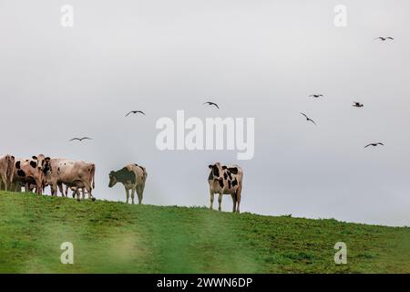 Mucche al pascolo, animali da fattoria felici, nelle isole Azzorre in Portogallo. Foto Stock